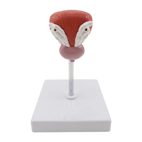 Buy Bladder Model, Anatomical Human Urinary Bladder Prostate Model ...