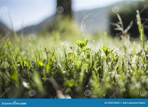 Close Up of Dew Drops on Grass in Morning with Ambient Light Stock ...