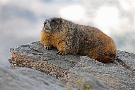 Marmot Animal