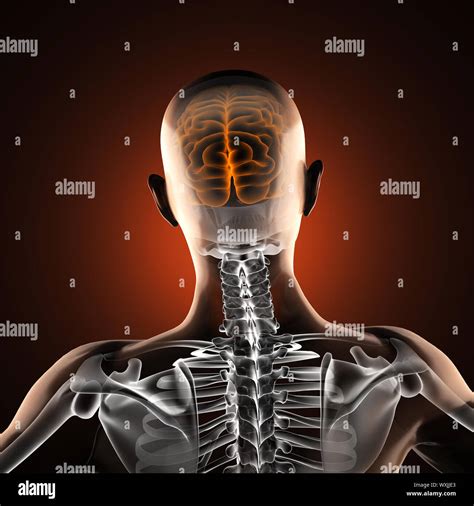 Image result for Human Brain Scan