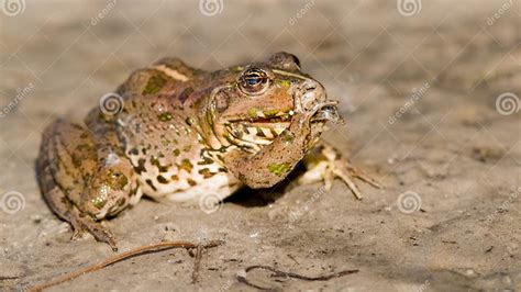 Image result for Giant Toad Eating