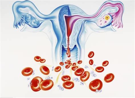 月经周期短的女性会出现卵巢早衰吗？答案可能多数人不清楚_平安好医生
