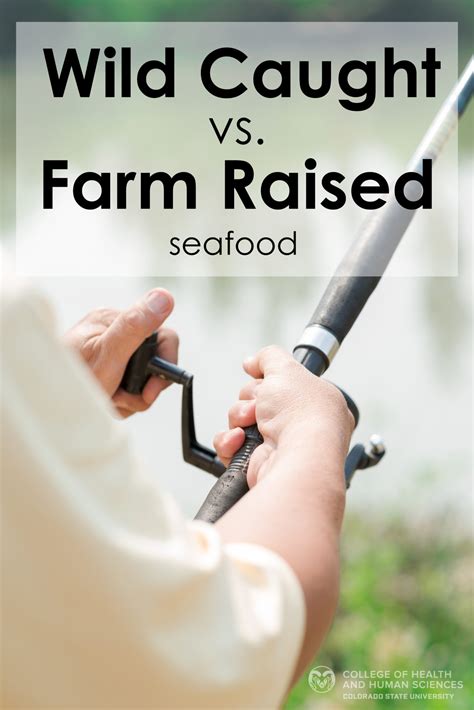 Wild caught vs. farm raised seafood | College of Health and Human ...