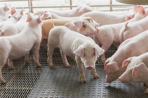 什么叫猪的品种？ - 猪繁育管理/养猪技术 - 中国养猪网-中国养猪行业门户网站