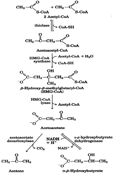 What are ketones, ketones in urine causes and ketones in blood causes