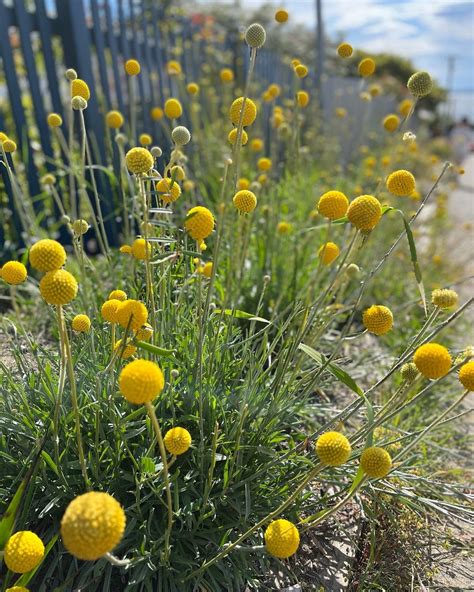 Full sun perennial flowers – Artofit