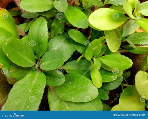 Fresh Bryophyllum Pinnatum Green Leaves Isolated on Natural Backgroun ...