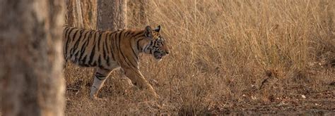 Bihar plans another tiger reserve in Kaimur