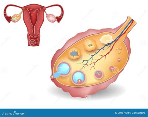 Ovary, Detailed Follicular Development and Uterus Stock Vector - Illustration of anatomy ...