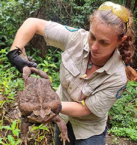 ‘Toadzilla’ Could Be World’s Biggest Toad - The Japan News