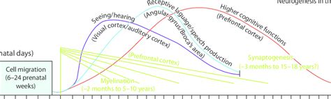 Brain Development 的图像结果