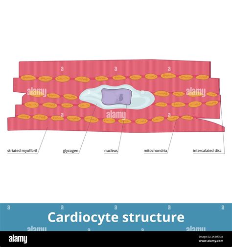 Cardiocyte structure. Heart muscle cell and its elements include striated myofibril, glycogen ...