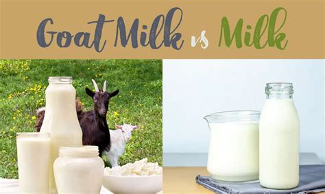Goat Milk vs Milk: Which is Better? - The Coconut Mama
