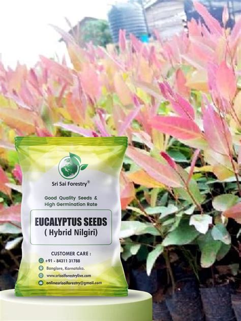 Forestry and Plantation Tree Seeds - SRI SAI FORESTRY