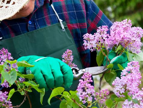 How to Properly Prune Your Lilacs