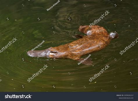 Egg Laying Mammals Platypus