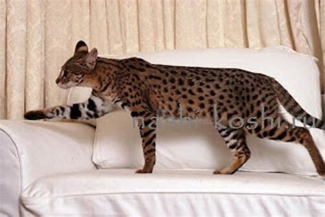 Саванна - кошки, котята, фото, цена, купить | Все о кошках