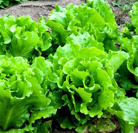 Lettuce Considered Vegetable at Ron Edelstein blog
