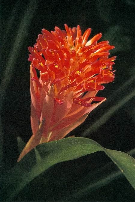 Control : spiritual meaning of flower by The Mother