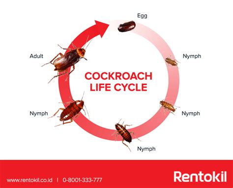 Cockroach Lifecycle 的图像结果