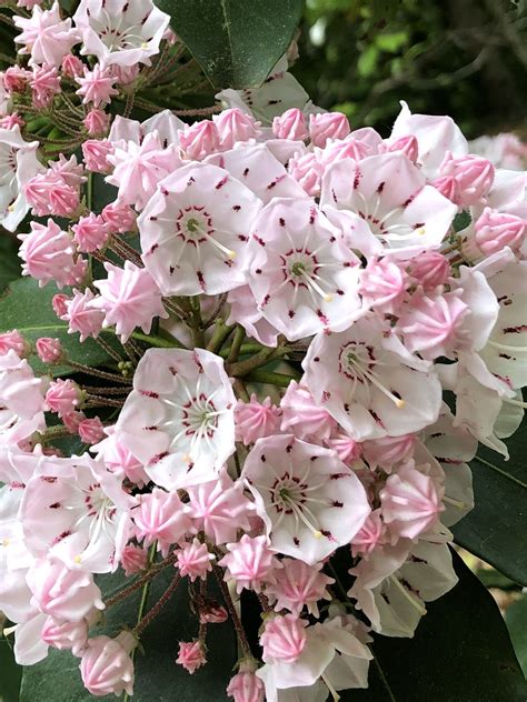 Mountain laurel care how to plant grow kalmia latifolia – Artofit