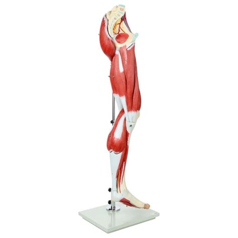 Image result for Leg Muscle Anatomy Model