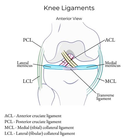 Clinical Medicine Glossary: Knee Ligament Injuries (MCL, ACL, Unhappy ...