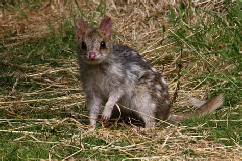 Quoll | The Life of Animals