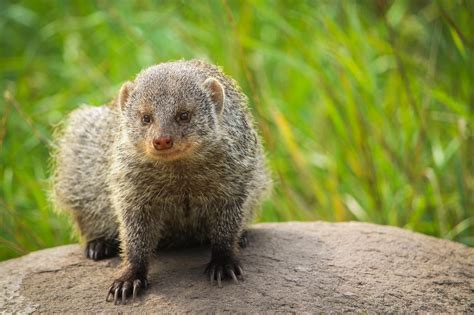 Mongoose Zoo Animal - Free photo on Pixabay