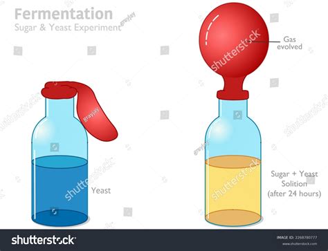 Yeast Fermentation Balloon Report On Yeast Fermentation Yeast