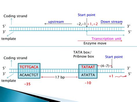 Image result for Coding Strand Transcription