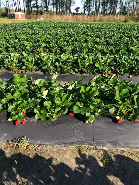 Onslow County Sheriff's Office - Onslow County Sheriff's Office ...