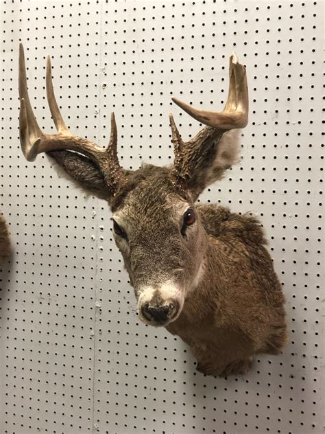 Professionally taxidermied trophy stag deer head mount