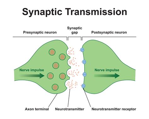 Synaptic Transmission: A-Level Psychology