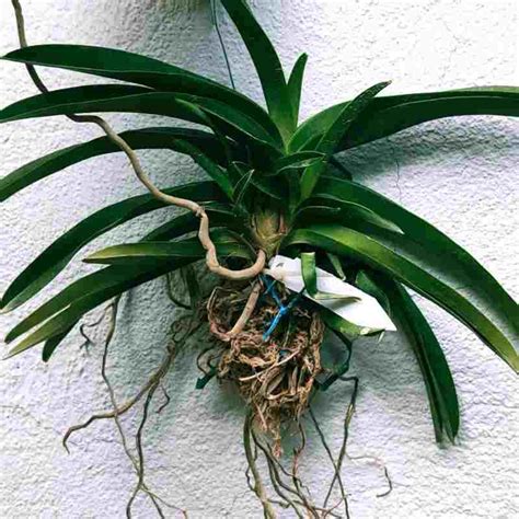 Vanda lamellata 'Okinawa' sp. – EXOTICA ORCHIDS