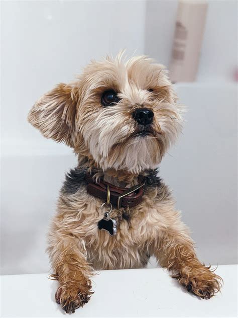 Yorkie Full Grown | Majestic Adult Size