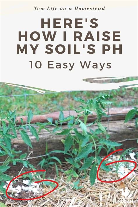 Here's How I Raise My Soil's pH (10 Easy Ways)