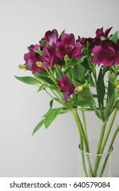 38 Astrometri Flower Images, Stock Photos, 3D objects, & Vectors ...