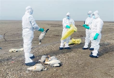 Avian flu confirmed in more than 1,700 dead migratory birds in Himachal ...