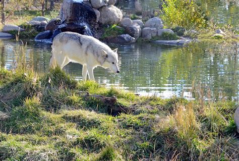 Image result for Introduction of Wolves in Yellowstone
