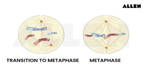 Cell Cycle and Cell Division: Mitosis, Meiosis, Cytokinesis and ...