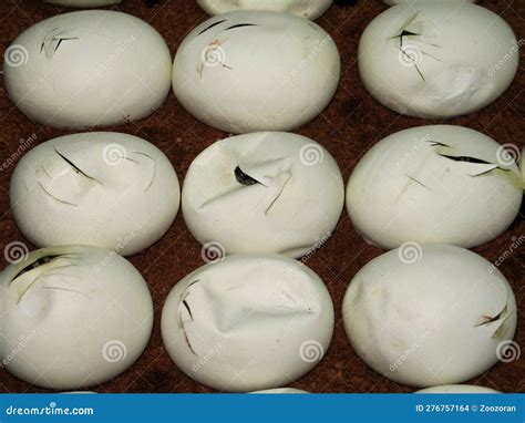 Image result for Burmese Python Hatching