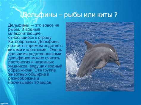 Презентация для дошкольников на тему: Дельфины доклад, проект
