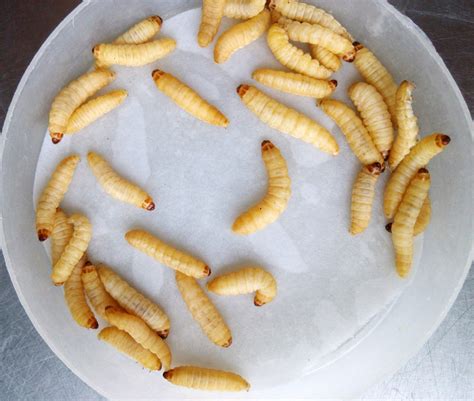 Live insects Galleria mellonella(Greater wax moth) larvae - Biological ...