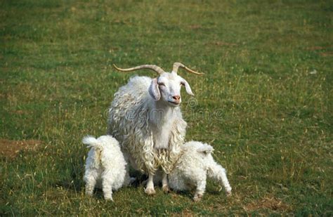 Image result for Angora Goat Wool
