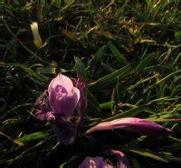 Communitree - Spring Walk at Rondebosch Common