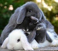 Image result for Bunny Family