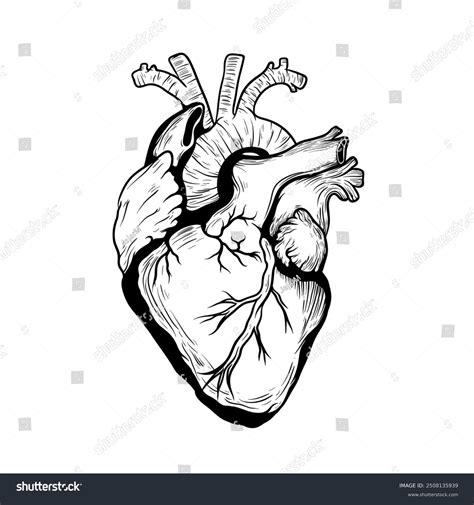 Realistic Human Heart Vector Drawing Human Stock Illustration 2508135939 | Shutterstock