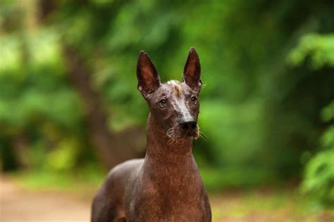 Xoloitzcuintli Dog: Traits, Care & Breed Guide