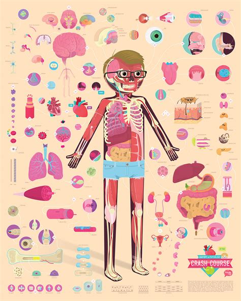 Image result for Crash Course Anatomy